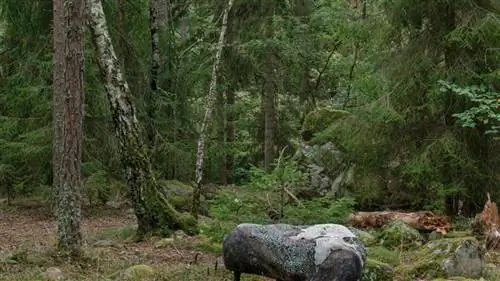 Это стулья или просто мох и камни?
