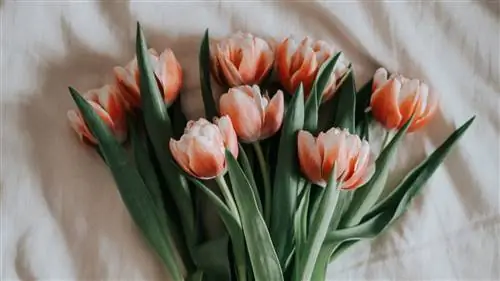 Это 12 цветов, которые определяют каждый месяц года