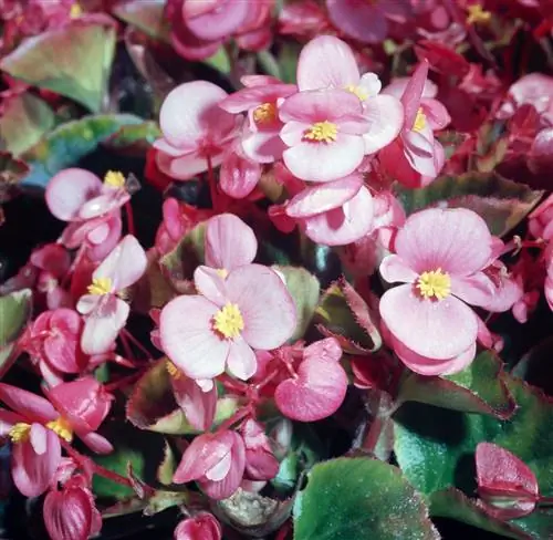 НЕУКАЗАНО 3 ЯНВАРЯ Бегония Begoniaceae НЕУКАЗАНО 3 ЯНВАРЯ Бегония Begoniaceae