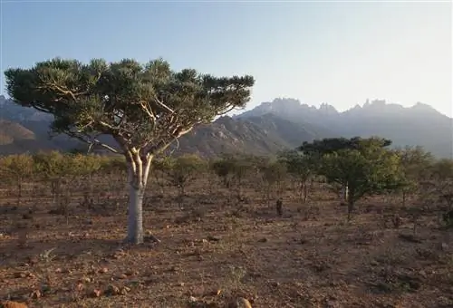 Растение Euphorbia arbuscola в горах Хаггер на заднем плане, остров Сокотра, Йемен