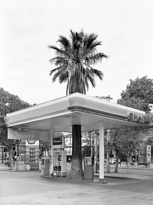 Фото из серии Quasi Oasis Себастина Мехиа
