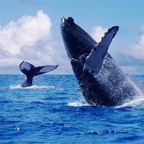 Эти величественные морские гиганты - настоящие короли океана