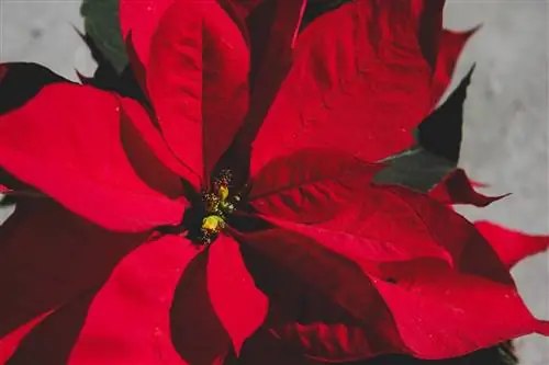 5 рождественских растений, которые вы можете иметь дома с ноября