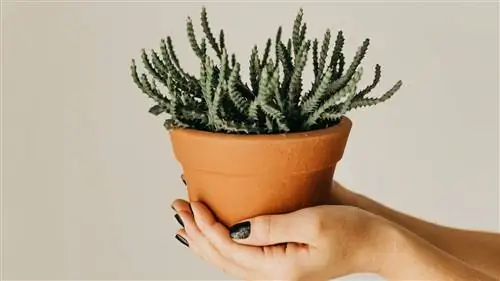 9 вдохновляющих аккаунтов растений в Instagram