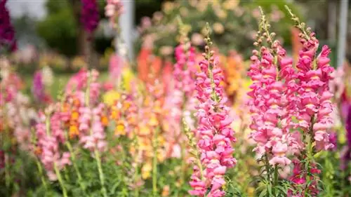 красочные цветы