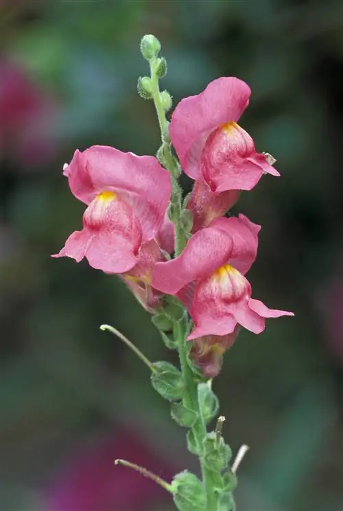 цветок львиного зева