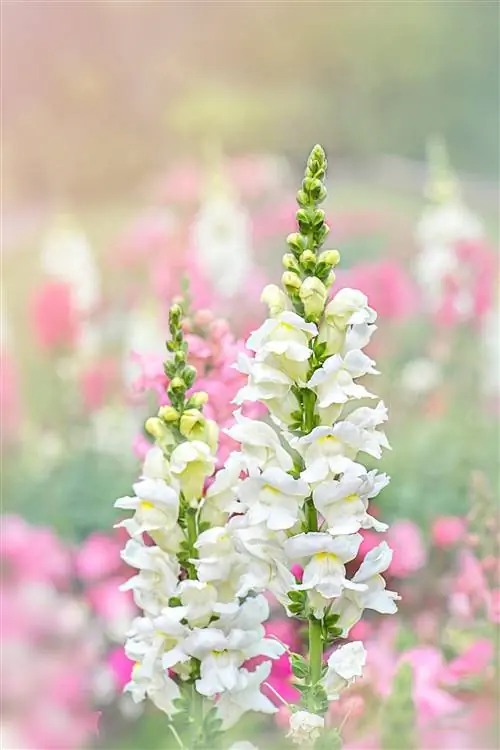 растение с белыми цветами