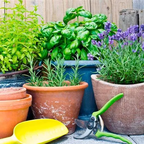 пряные растения в горшках