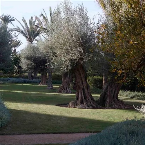 Вид на сады отеля «Роял Мансур Марракеш»