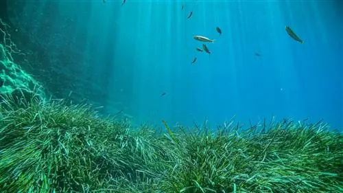 DESIGN ICONS окрашены в зеленый цвет для защиты POSIDONIA