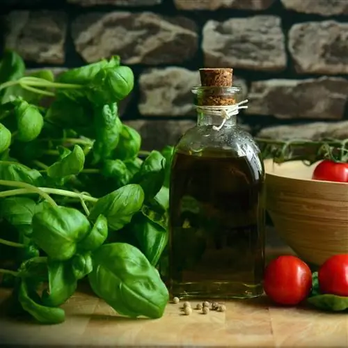 Почему базилик - это звездное растение на нашей кухне?