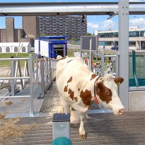 В общей сложности 40 коров являются частью этого новаторского проекта