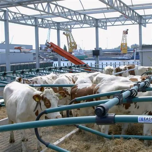 Животных кормят натуральными продуктами из остатков близлежащих помещений