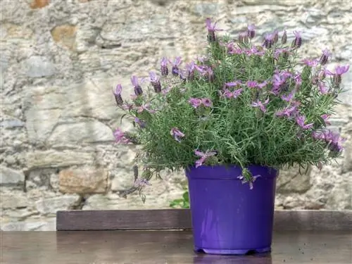 G2FPH2 Lavandula pedunculata aka Butterfly лаванда на столе на открытом воздухе
