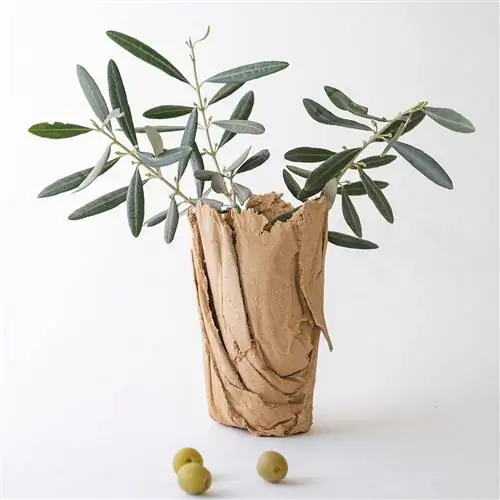 ваза из пластмассы из реоливара из оливковых камней