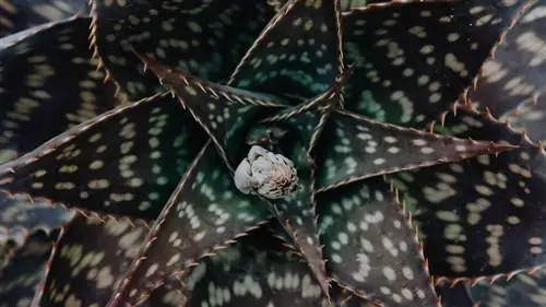 Сезон растений открывается самым уникальным из всех: черным суккулентом (очень популярен на Канарских островах)