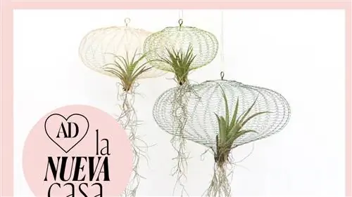 TILLANDSIAS, воздушные растения, которые можно повесить творчески