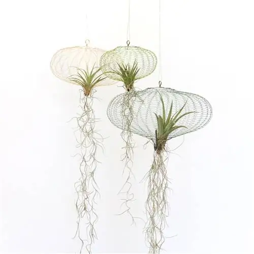 Контейнеры Air Plant от Carolijn Slottje с тилландсиями