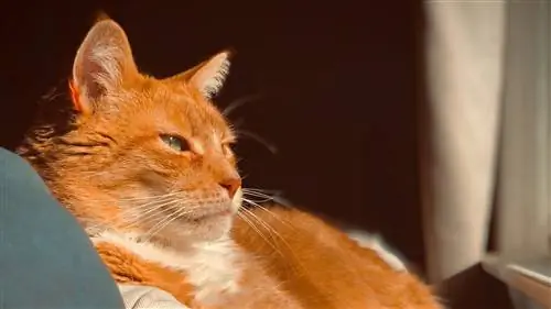 9 подарков, которые удивят ваших кошек на это Рождество