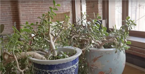 Пять вещей, которые мы узнали в LOFT Ванессы Карлтон