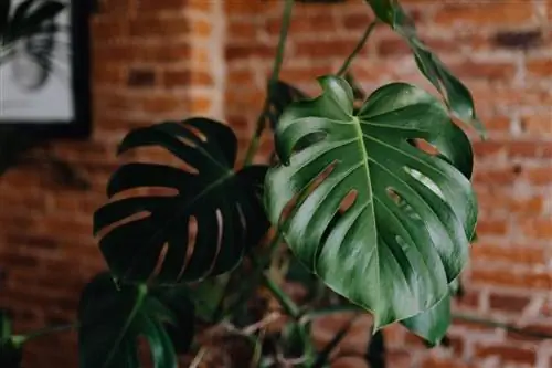 Monstera Deliciosa с кирпичной стеной