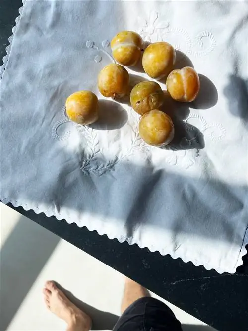 Тарт из сливы и миндаля