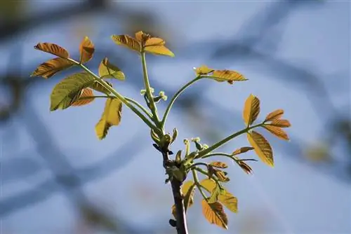 ветки грецкого ореха ветки грецкого ореха