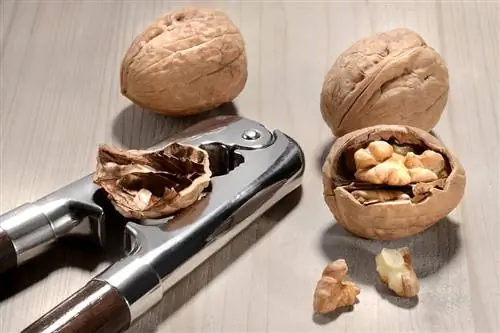 Грецкие орехи Грецкие орехи
