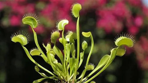 T52MP9 Венерина мухоловка Dionaea muscipula