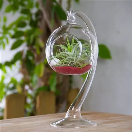 Стеклянный террариум на подставке с Ionantha Silver Air Plant