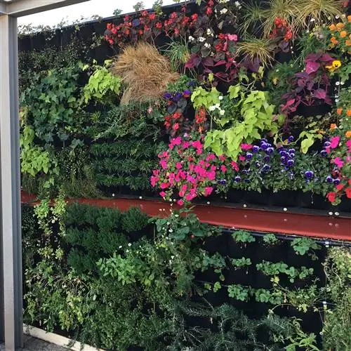 садовые растения