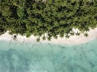 Панама Бич морские пальмы