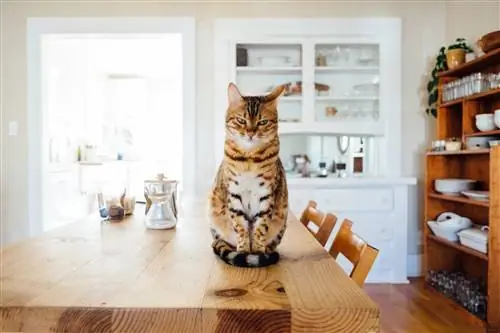 кот на столе