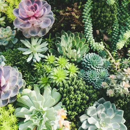 набор зеленых растений