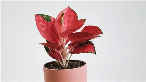 Растение Aglaonema Modetum с красными листьями