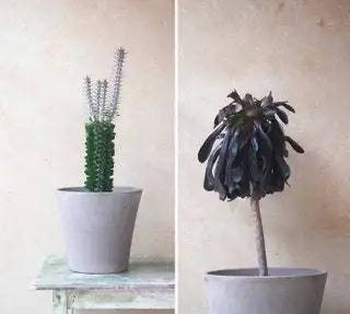 В Jardín Postal они работают с тщательно отобранными производителями и питомниками в районе Эльче-Аликанте и Валенсии…