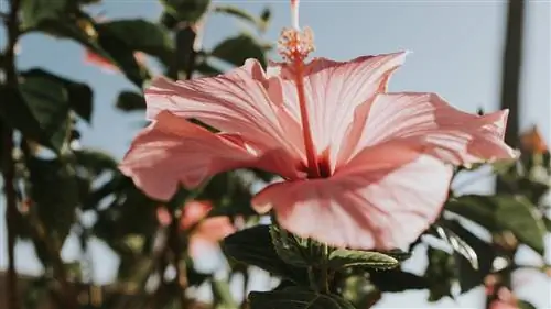 Лучшие тропические растения (комнатные и уличные) для дома