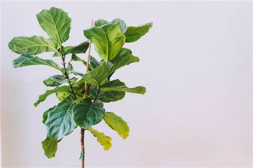 Fiddlelea ffig виды
