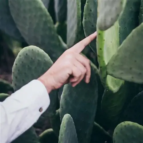 Этот мексиканский бренд создает кожу с листьями кактуса