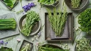 Домашние и умные сады для выращивания ароматических растений на кухне