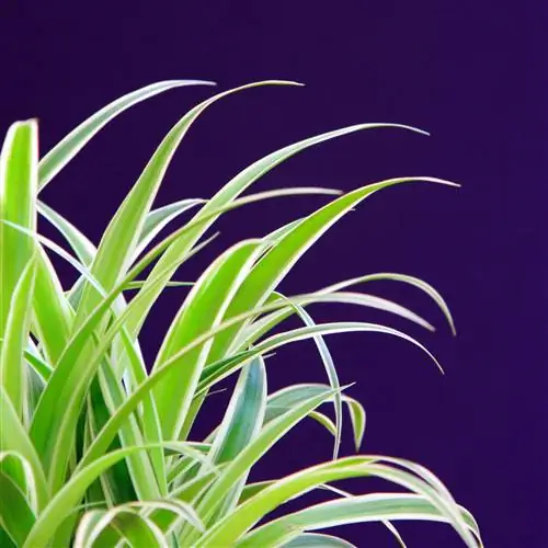 CFKT72 Паук Chlorophytum comosum на темном фоне