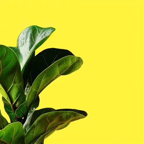 2D10B6P Инжир с листьями скрипки или Ficus lyrata с большими зелеными блестящими листьями, посаженными на желтом фоне. Дом…