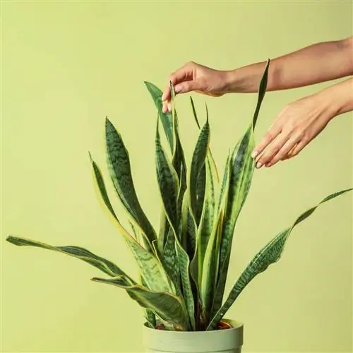 2CFBEDY: неузнаваемая женщина трогает свежий лист Sansevieria Trifasciata на зеленом фоне в студии