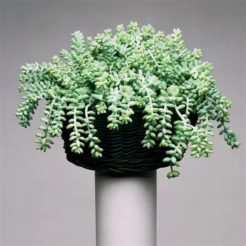 Хвост ослика HMWAAG или ослиный хвост Crassulaceae