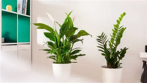 Почему нужно поливать растения водой из кондиционера