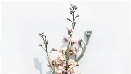 Это цветы, которые станут модными (и которые вы захотите иметь дома)
