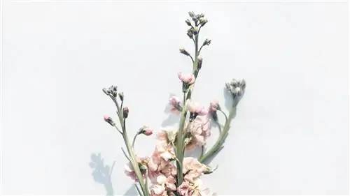 Это цветы, которые станут модными