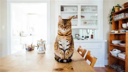 кот на столе