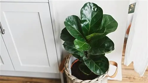 Полное руководство: ЛУЧШИЕ КОМНАТНЫЕ РАСТЕНИЯ