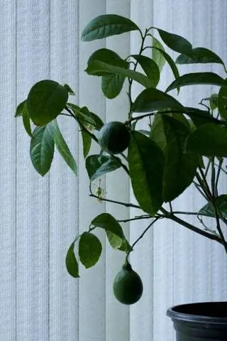 Это дерево носит то же название, что и лимоны Мейера, гибрид лимонов и мандаринов с более тонким и сладким вкусом…